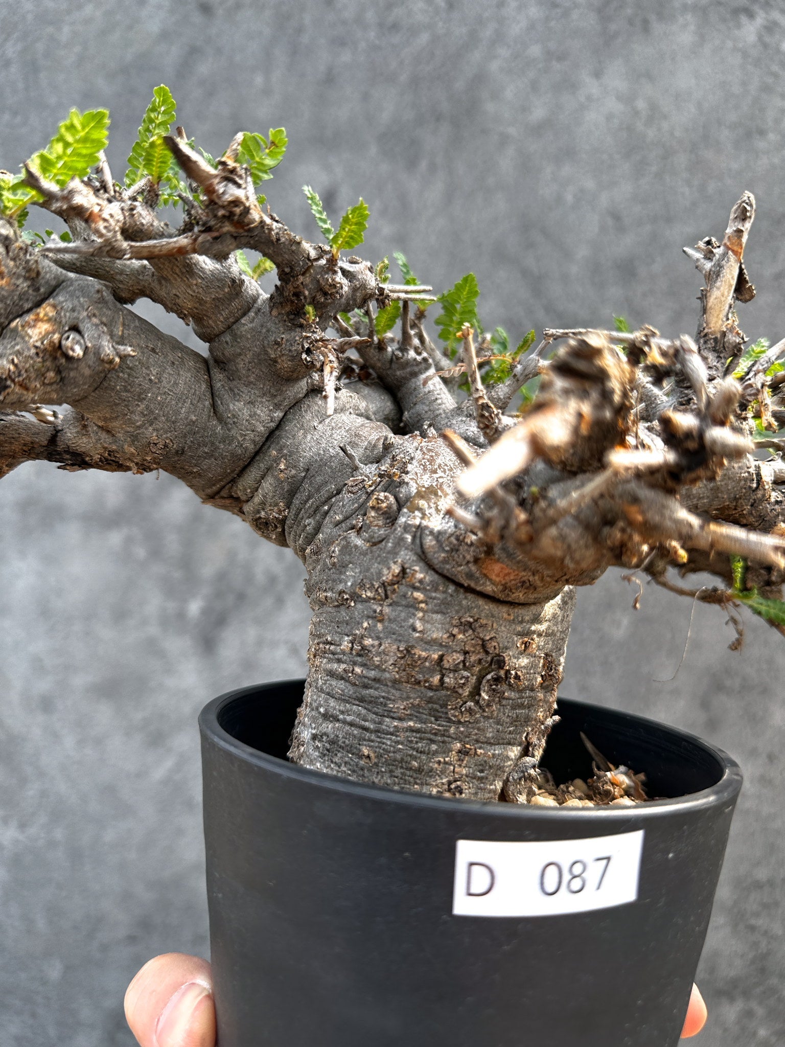 ボスウェリア・ネグレクタ ブラックスキン 現地株【D87】 Boswellia