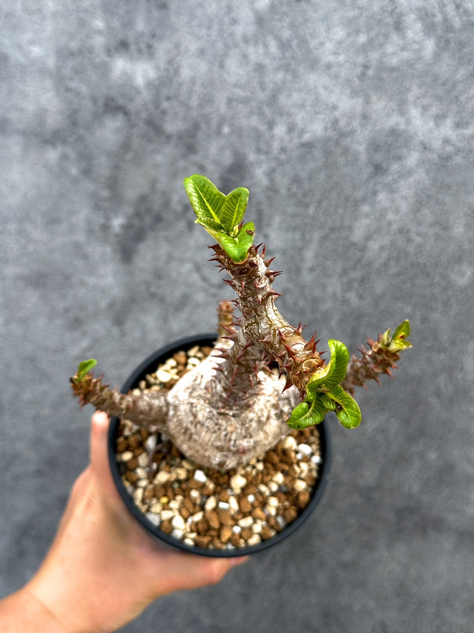 パキポディウム・ウィンゾリー 実生 大株【D88】 Pachypodium