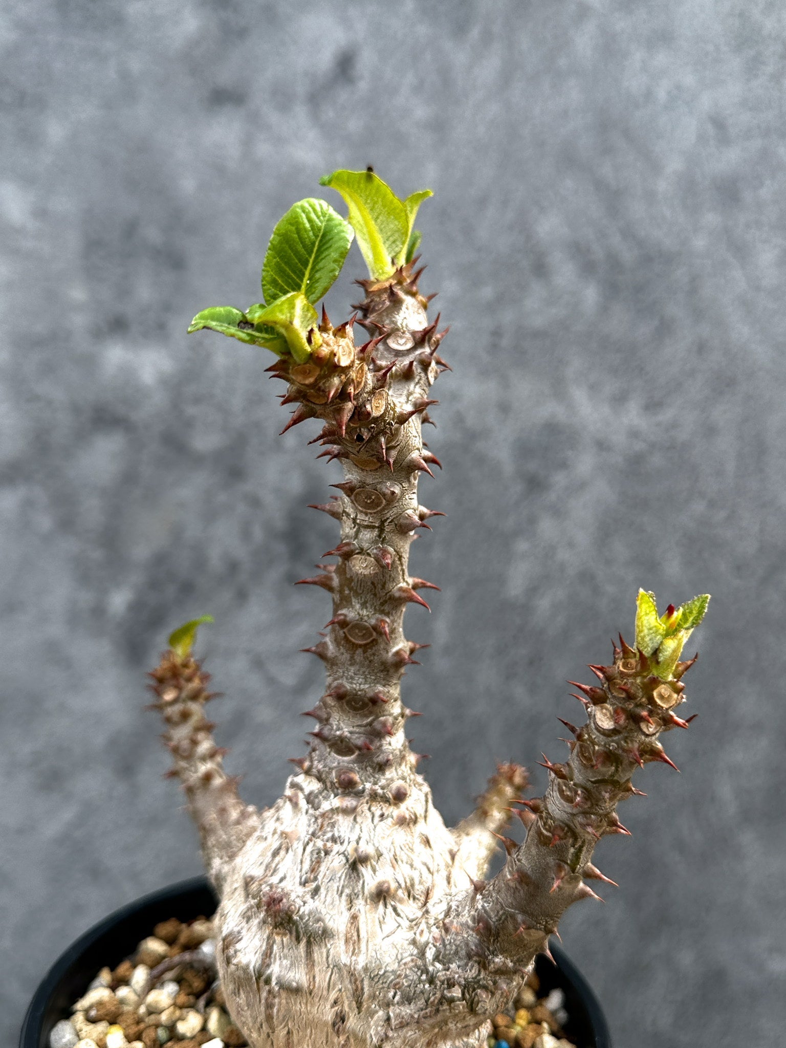 パキポディウム・ウィンゾリー 実生 大株【D88】 Pachypodium