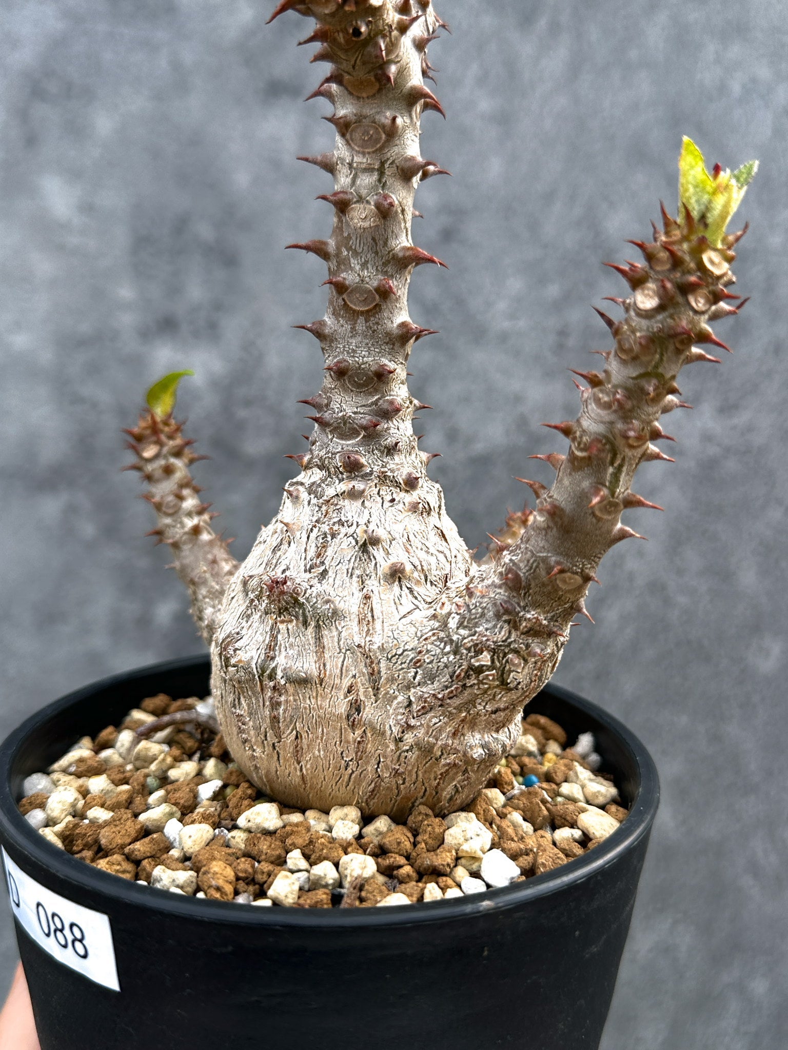 パキポディウム・ウィンゾリー 実生 大株【D88】 Pachypodium