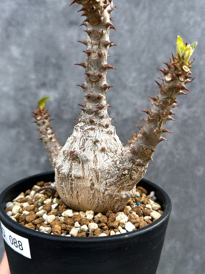 【現品限り】パキポディウム・ウィンゾリー 実生 大株【D88】 Pachypodium windsorii