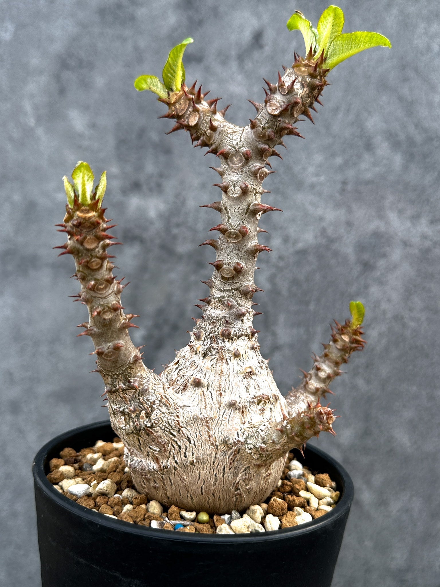 パキポディウム・ウィンゾリー 実生 大株【D88】 Pachypodium