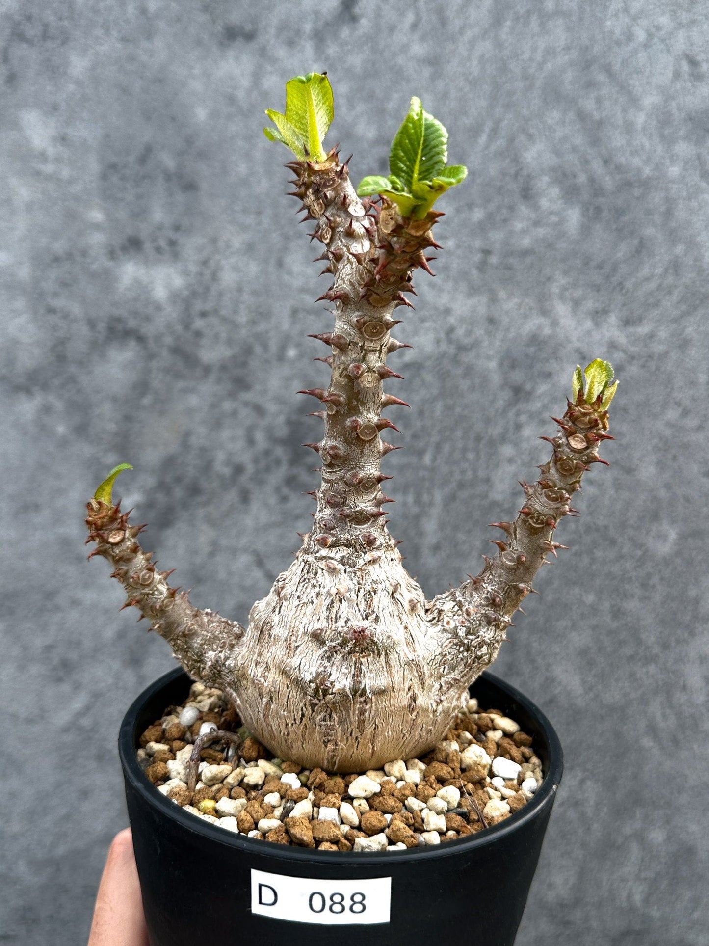 【現品限り】パキポディウム・ウィンゾリー 実生 大株【D88】 Pachypodium windsorii