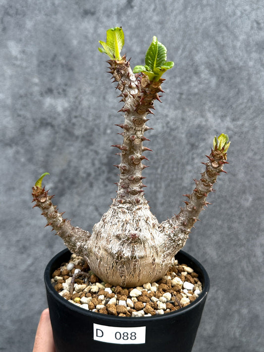 【現品限り】パキポディウム・ウィンゾリー 実生 大株【D88】 Pachypodium windsorii