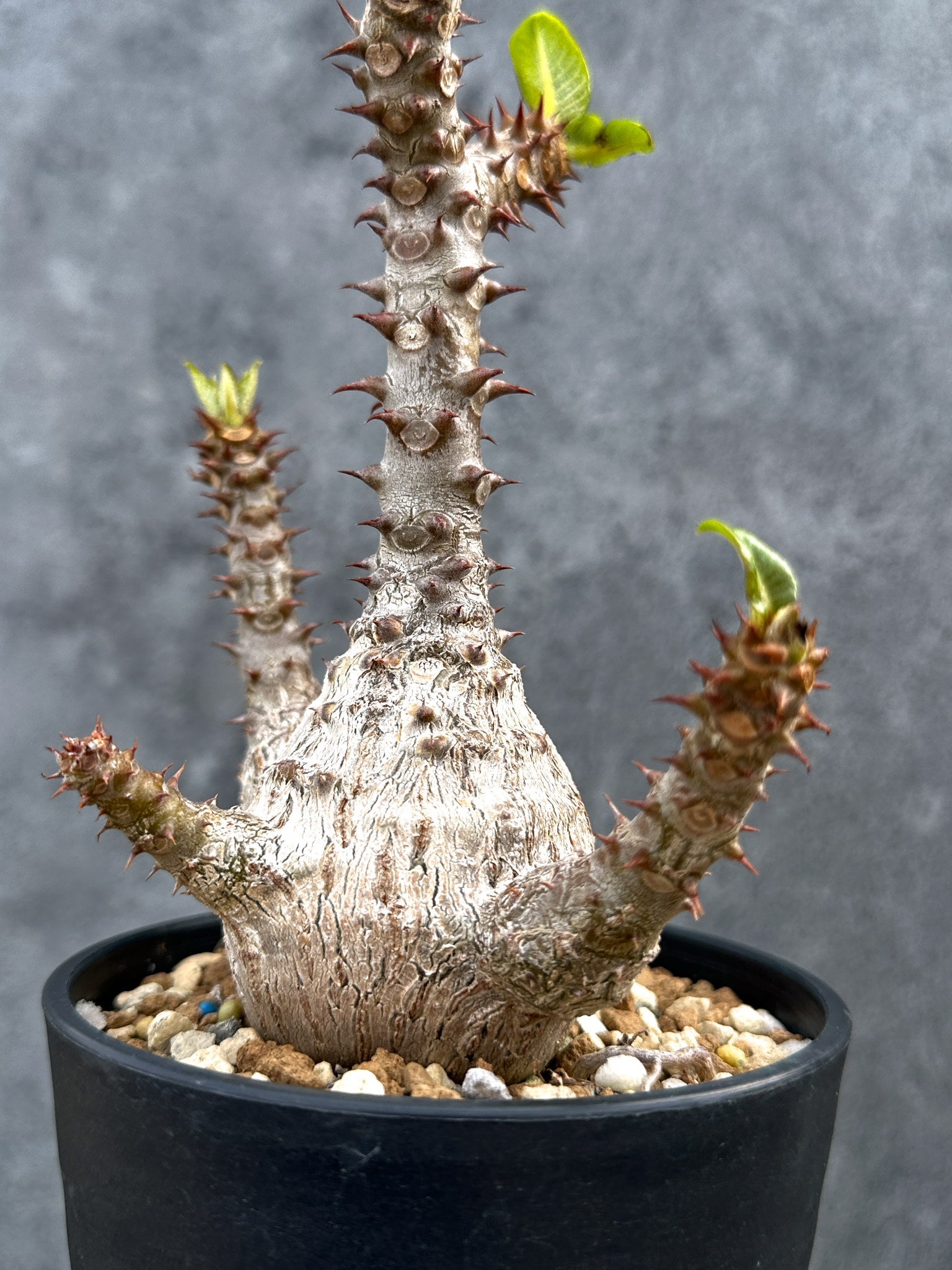 パキポディウムウィンゾリー国内実生8 パキポディウム・ウィンゾリー 実生 大株【D88】 Pachypodium