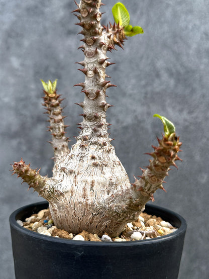 【現品限り】パキポディウム・ウィンゾリー 実生 大株【D88】 Pachypodium windsorii