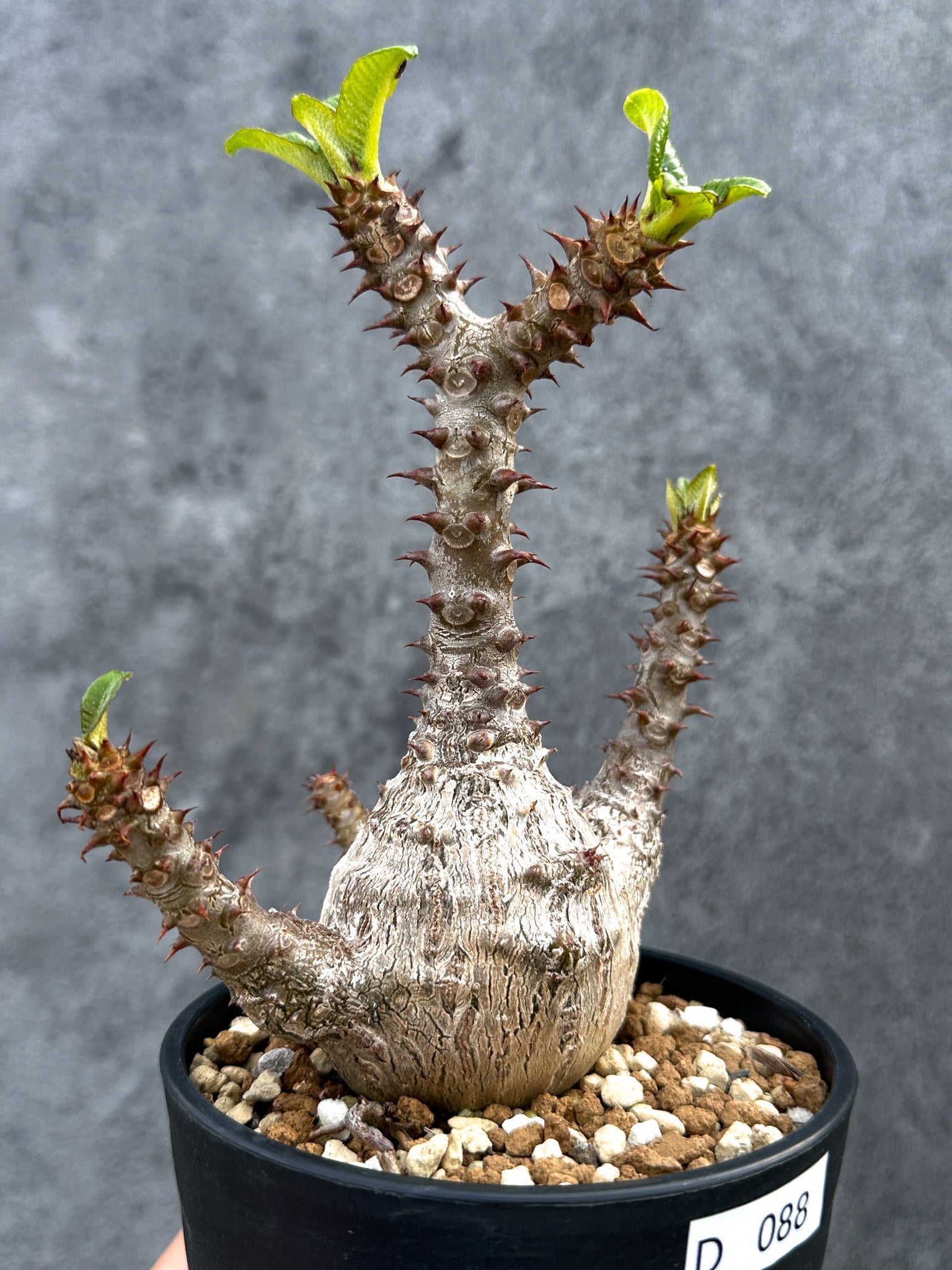 パキポディウム・ウィンゾリー 実生8 パキポディウム・ウィンゾリー 実生 大株【D88】 Pachypodium
