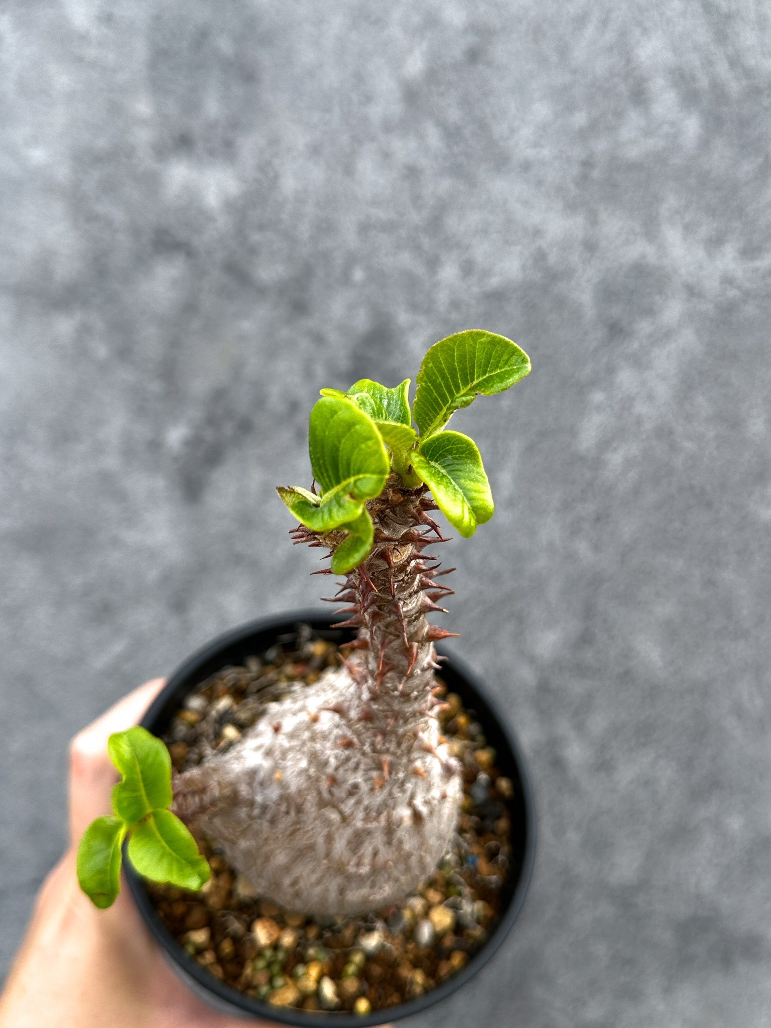 パキポディウム・ウィンゾリー 実生 大株【D89】 Pachypodium
