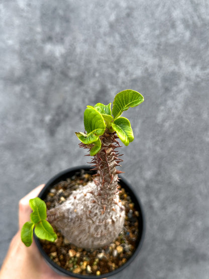 【現品限り】パキポディウム・ウィンゾリー 実生 大株【D89】 Pachypodium windsorii