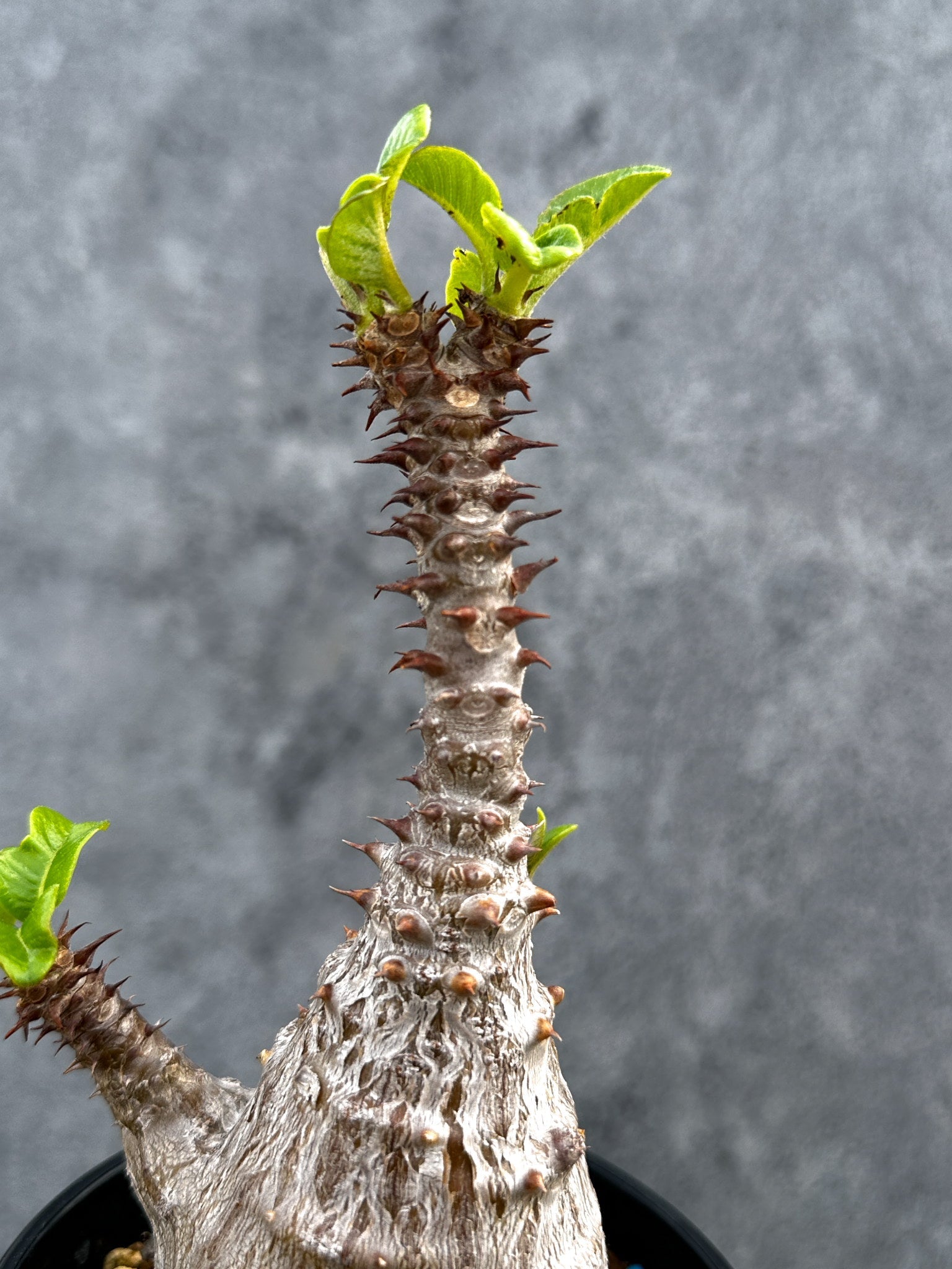 パキポディウム・ウィンゾリー 実生 大株【D89】 Pachypodium
