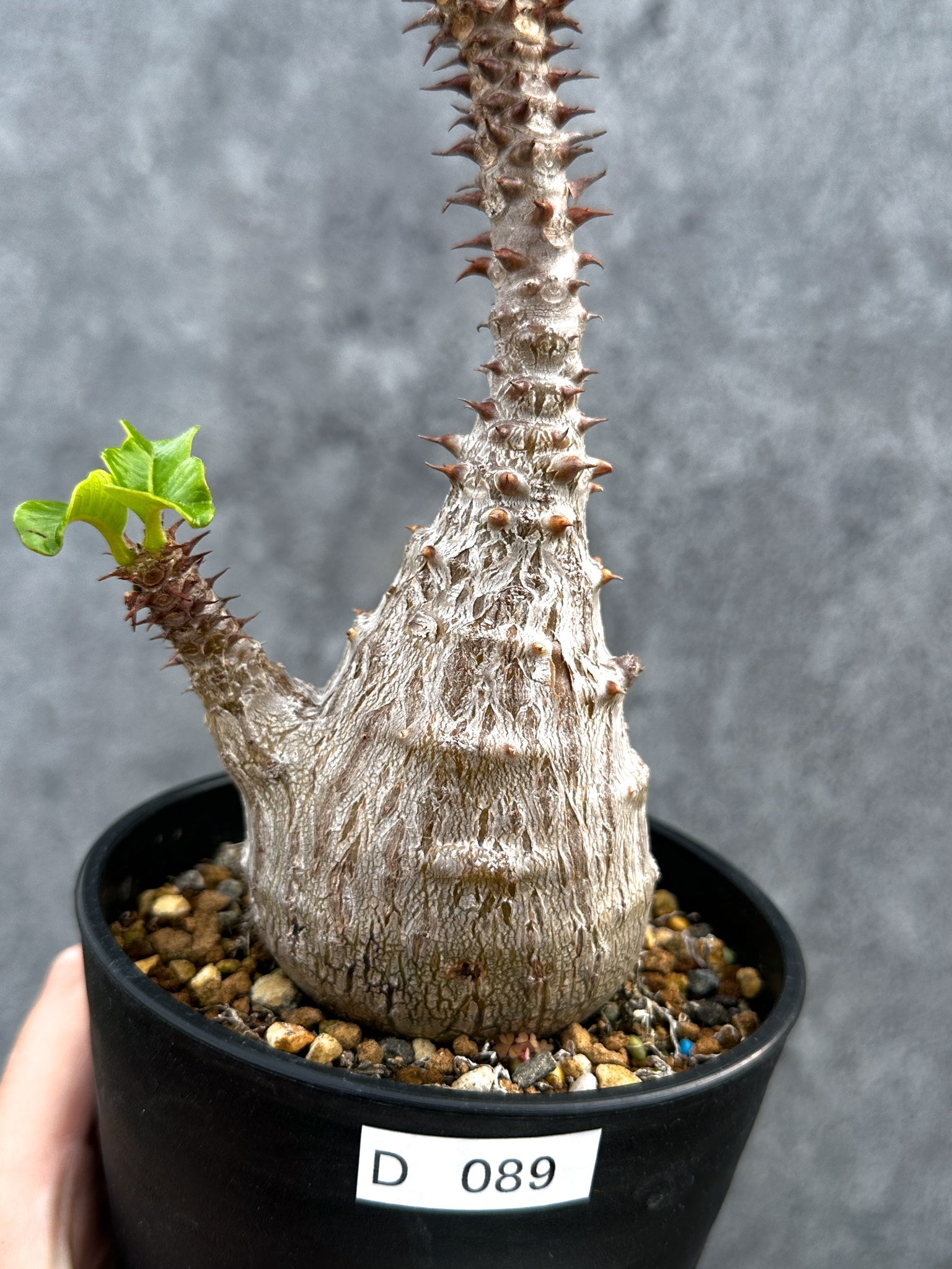 パキポディウム　ウィンゾリー　D パキポディウム・ウィンゾリー 実生 大株【D89】 Pachypodium