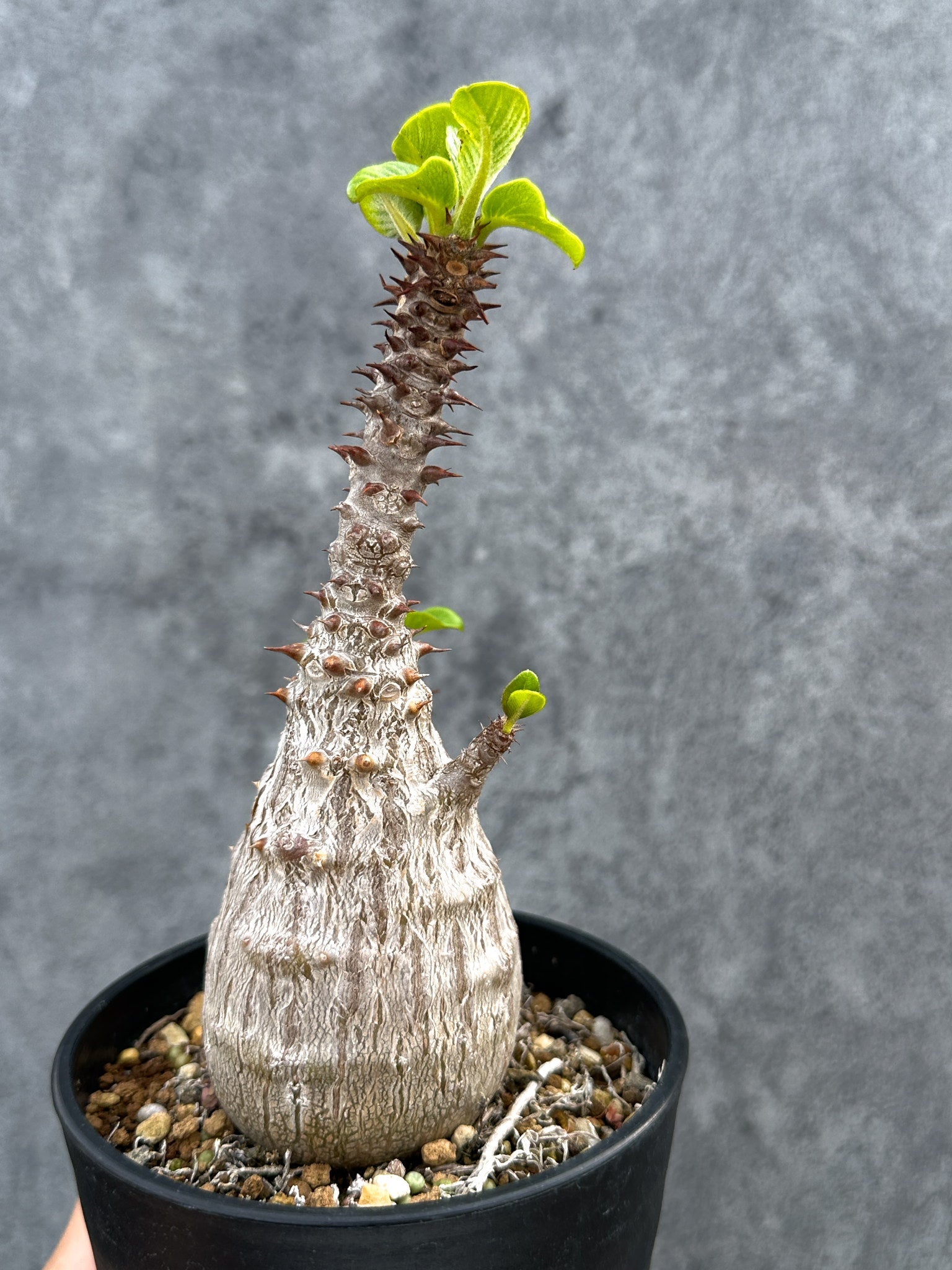 パキポディウム・ウィンゾリー 実生 大株【D89】 Pachypodium