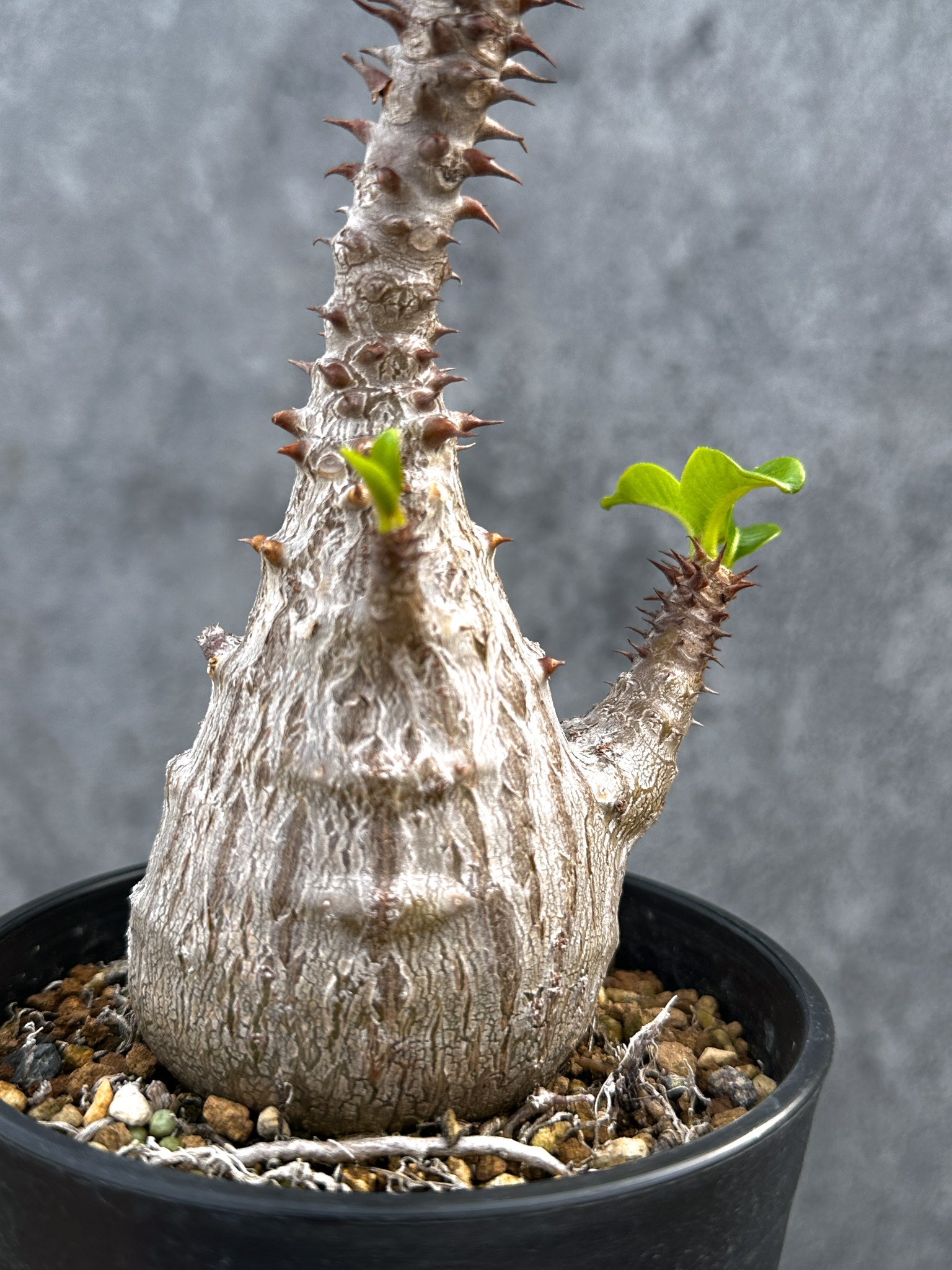 パキポディウム・ウィンゾリー 実生 大株【D89】 Pachypodium