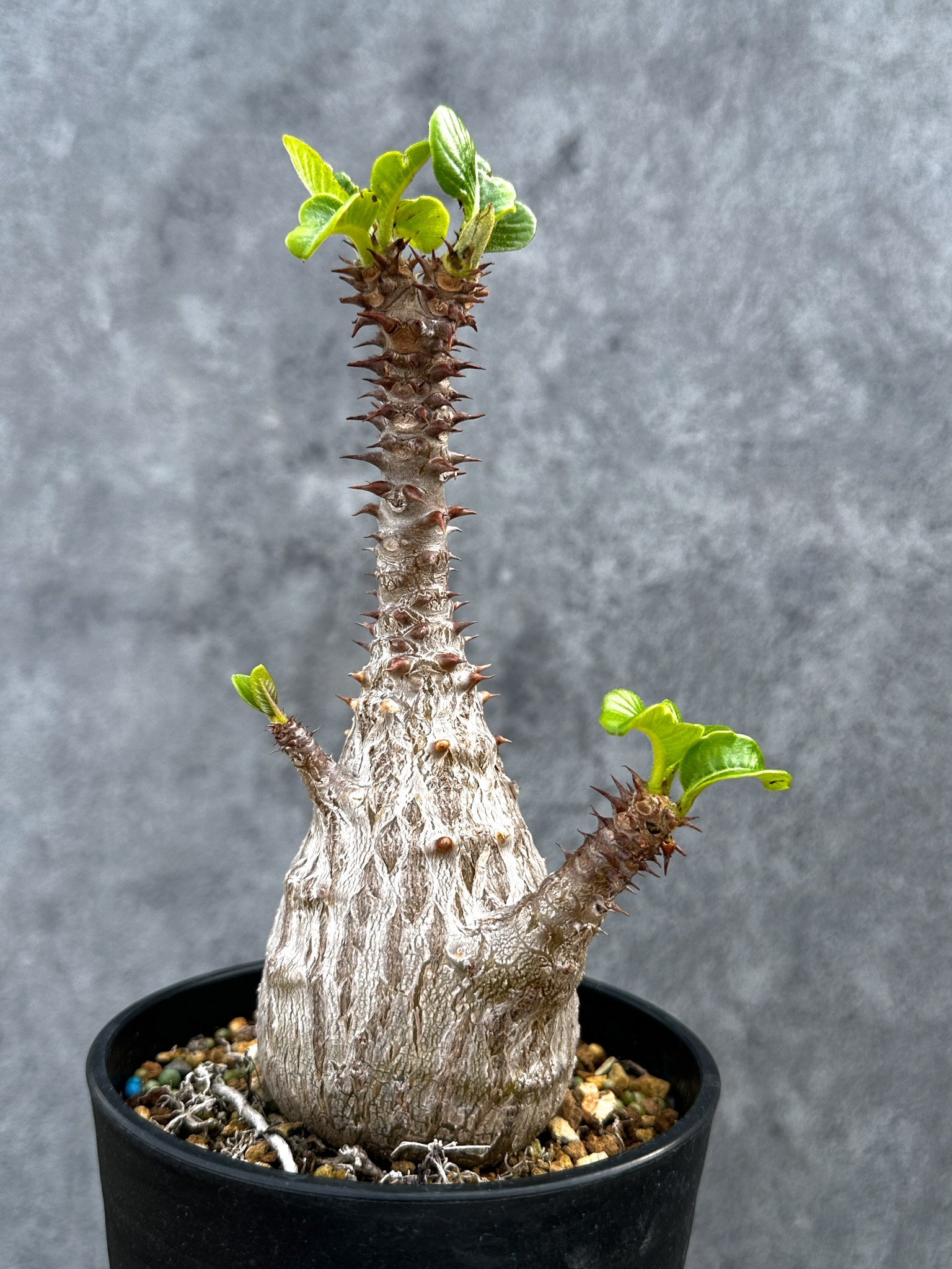 パキポディウム・ウィンゾリー 実生 大株【D89】 Pachypodium
