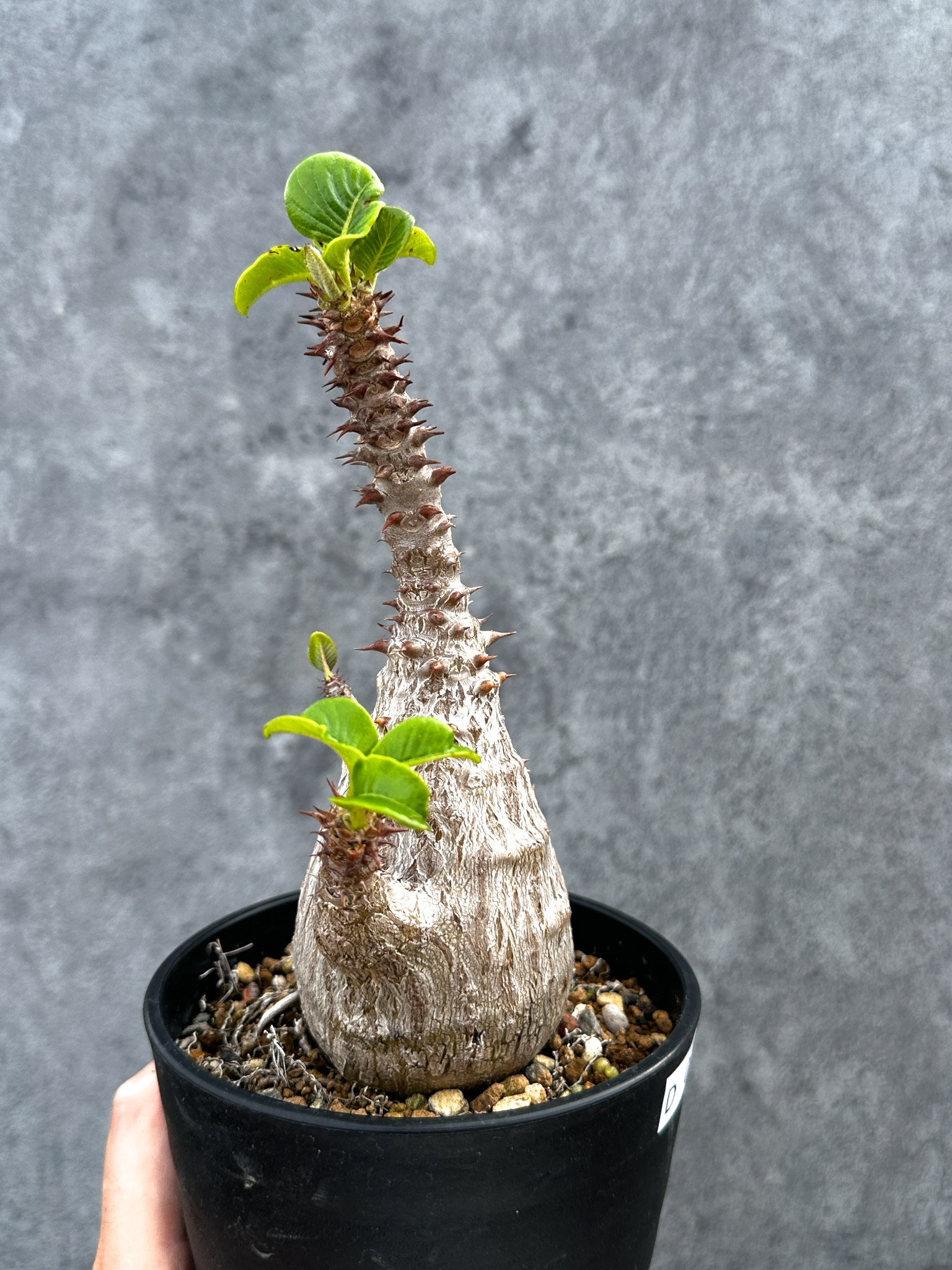 パキポディウム・ウィンゾリー 実生 大株【D89】 Pachypodium