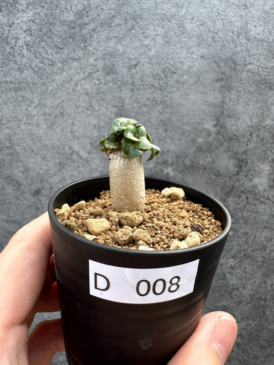 【現品限り】アデニウム・DHA 獅子葉 葉巻 美肌【D8】 Adenium DHA