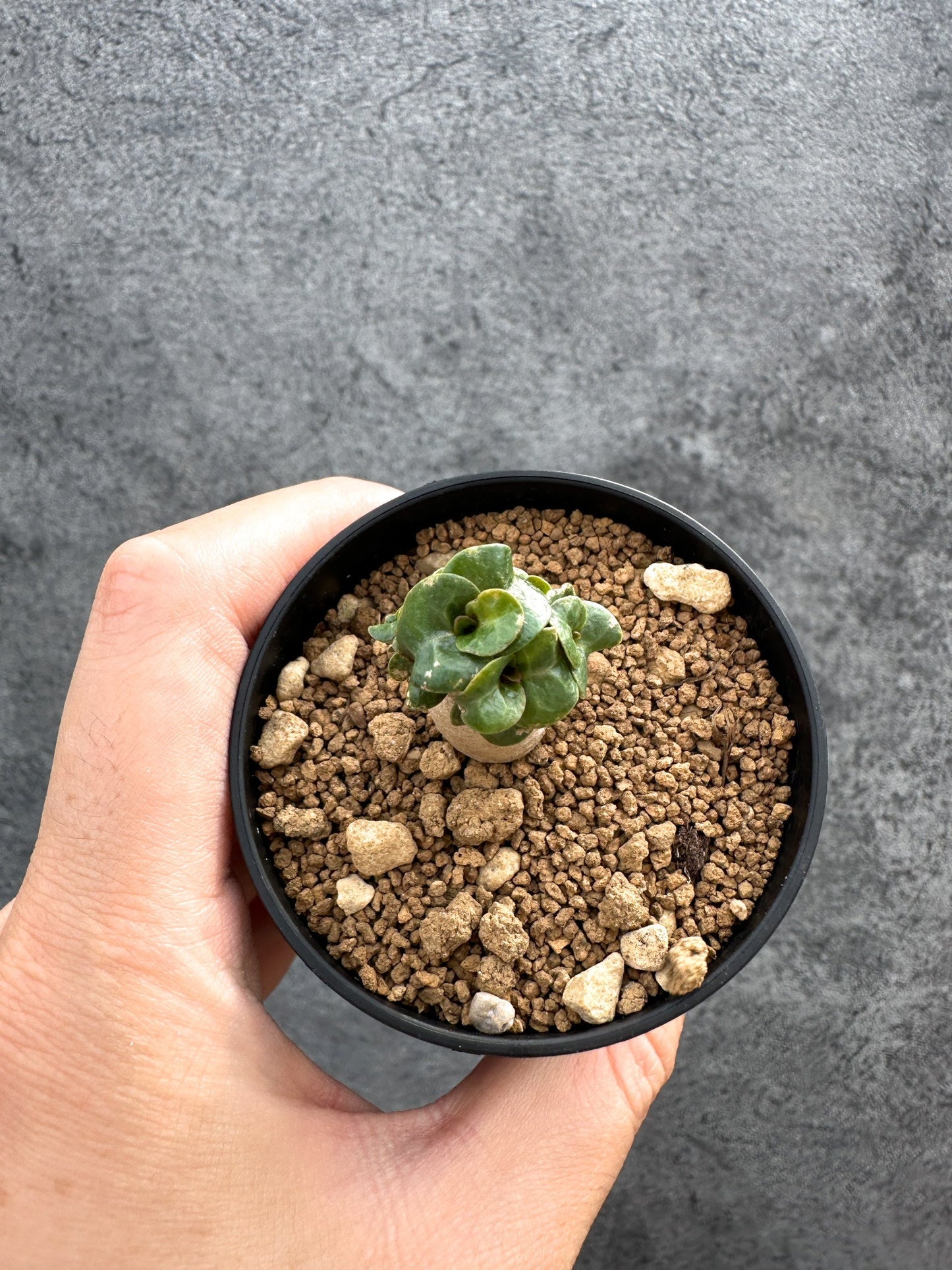 【現品限り】アデニウム・DHA 獅子葉 葉巻 美肌【D8】 Adenium DHA