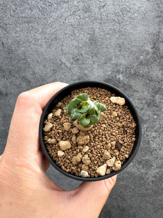 【現品限り】アデニウム・DHA 獅子葉 葉巻 美肌【D8】 Adenium DHA