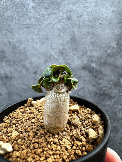 【現品限り】アデニウム・DHA 獅子葉 葉巻 美肌【D8】 Adenium DHA