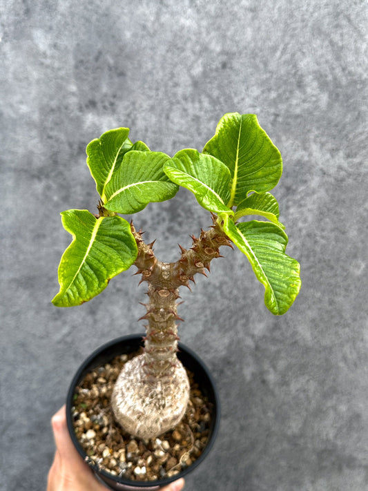 【現品限り】パキポディウム・ウィンゾリー 実生 大株【D90】 Pachypodium windsorii