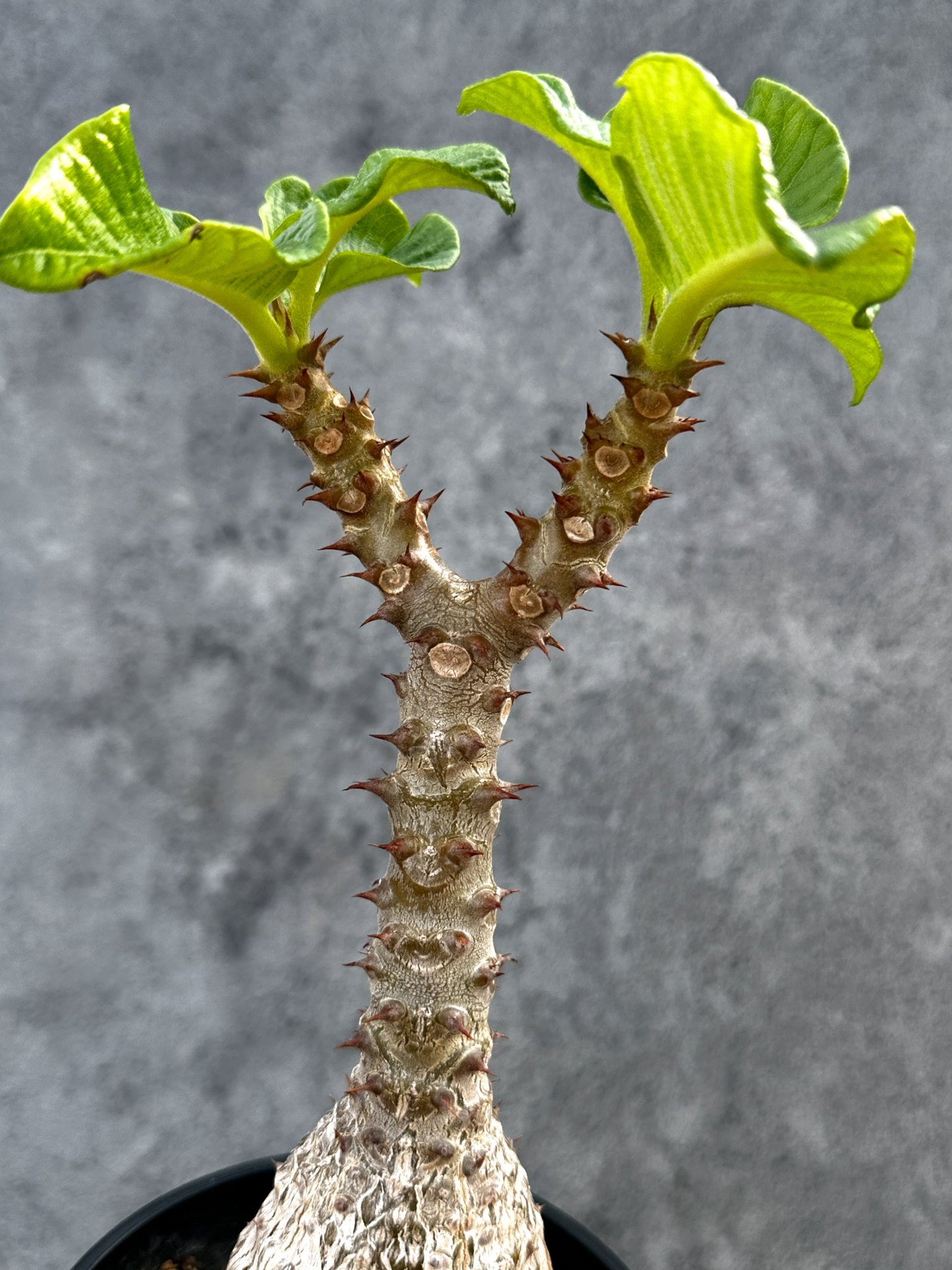 【現品限り】パキポディウム・ウィンゾリー 実生 大株【D90】 Pachypodium windsorii