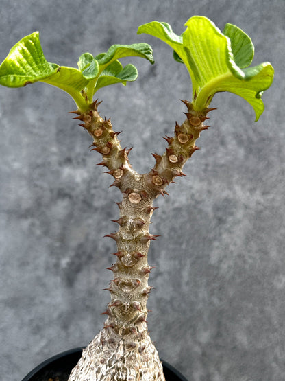 【現品限り】パキポディウム・ウィンゾリー 実生 大株【D90】 Pachypodium windsorii