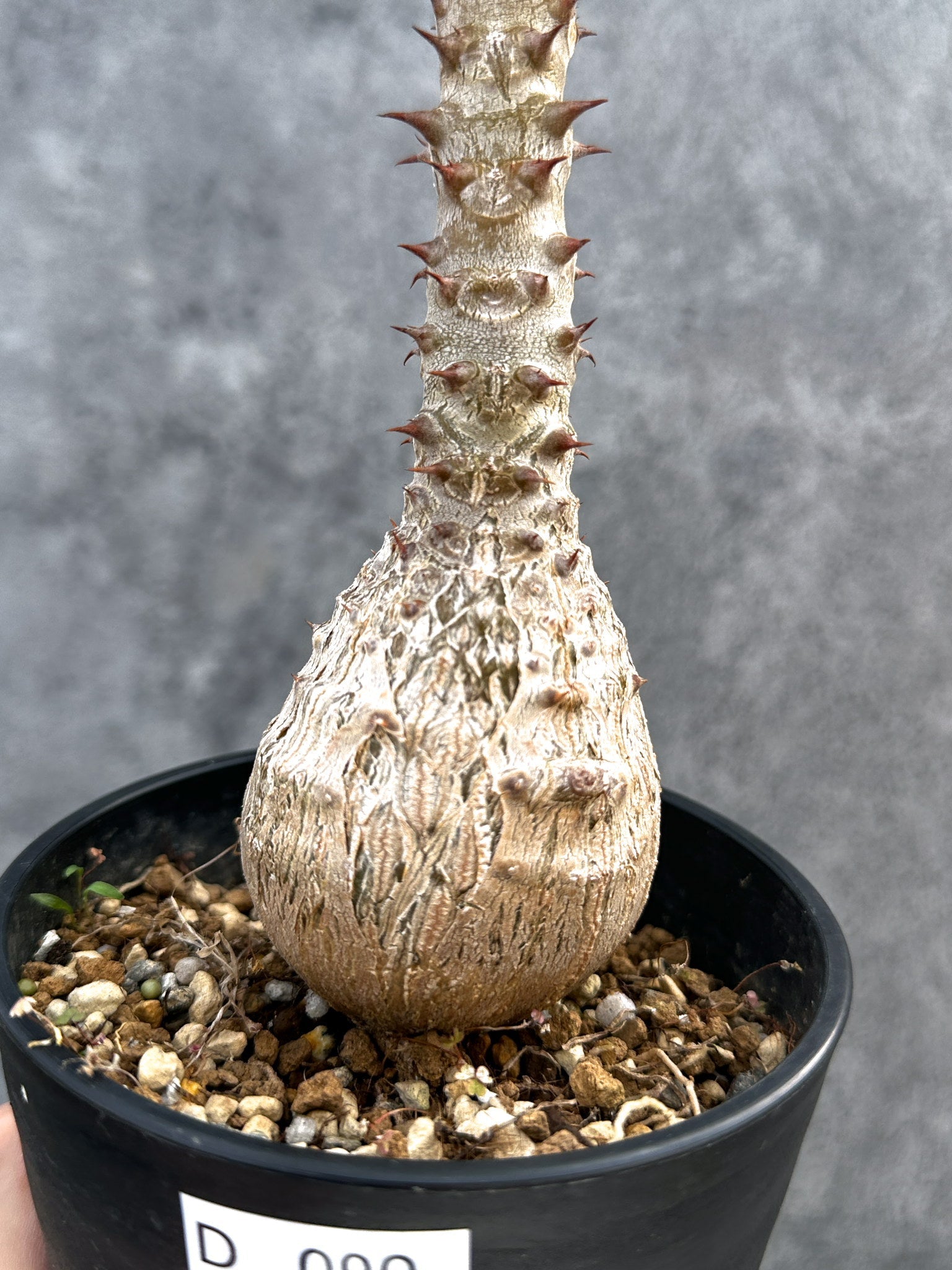 パキポディウム・ウィンゾリー 実生 大株【D90】 Pachypodium