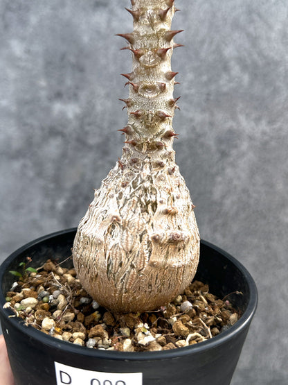 【現品限り】パキポディウム・ウィンゾリー 実生 大株【D90】 Pachypodium windsorii