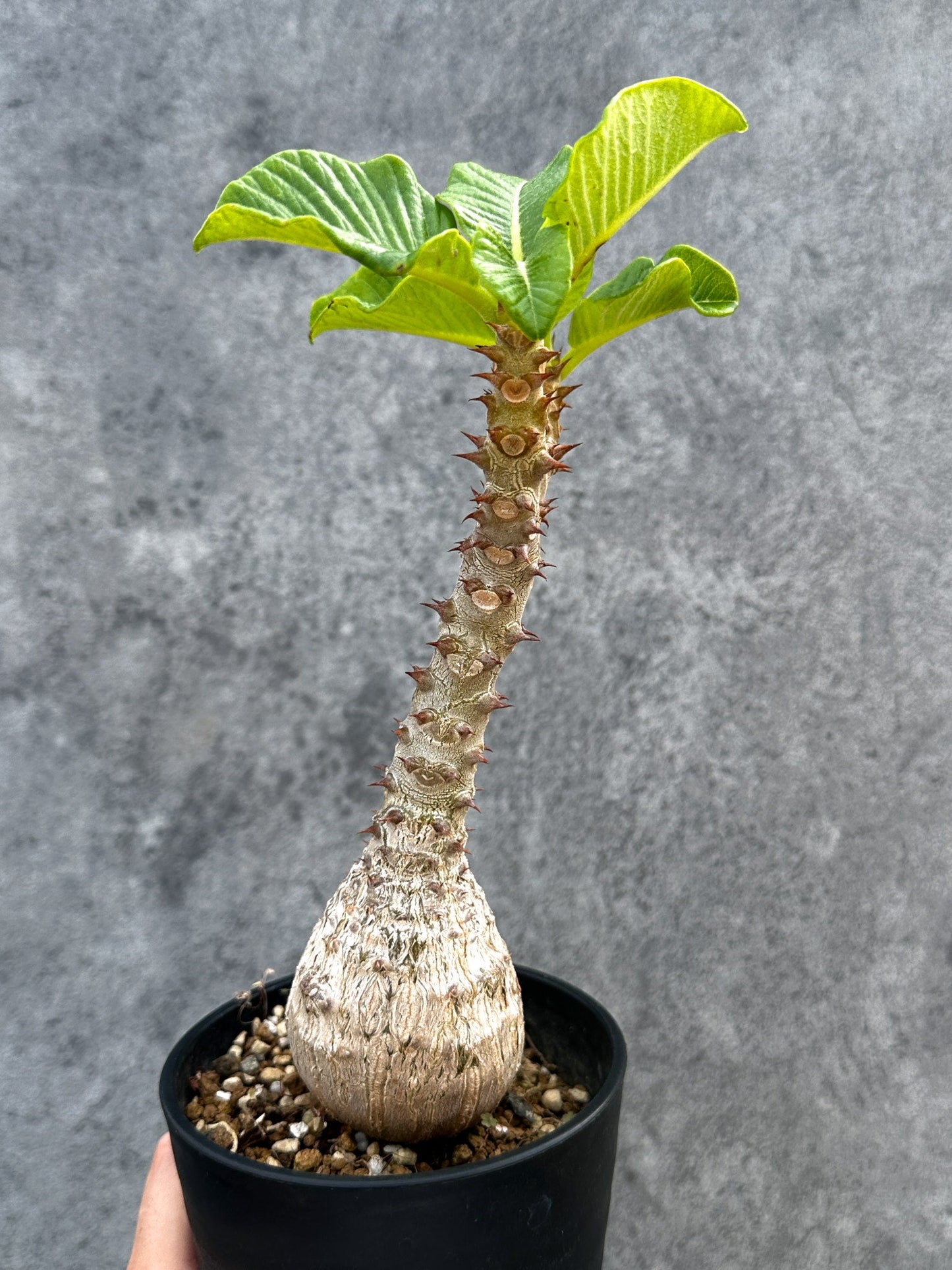 【現品限り】パキポディウム・ウィンゾリー 実生 大株【D90】 Pachypodium windsorii