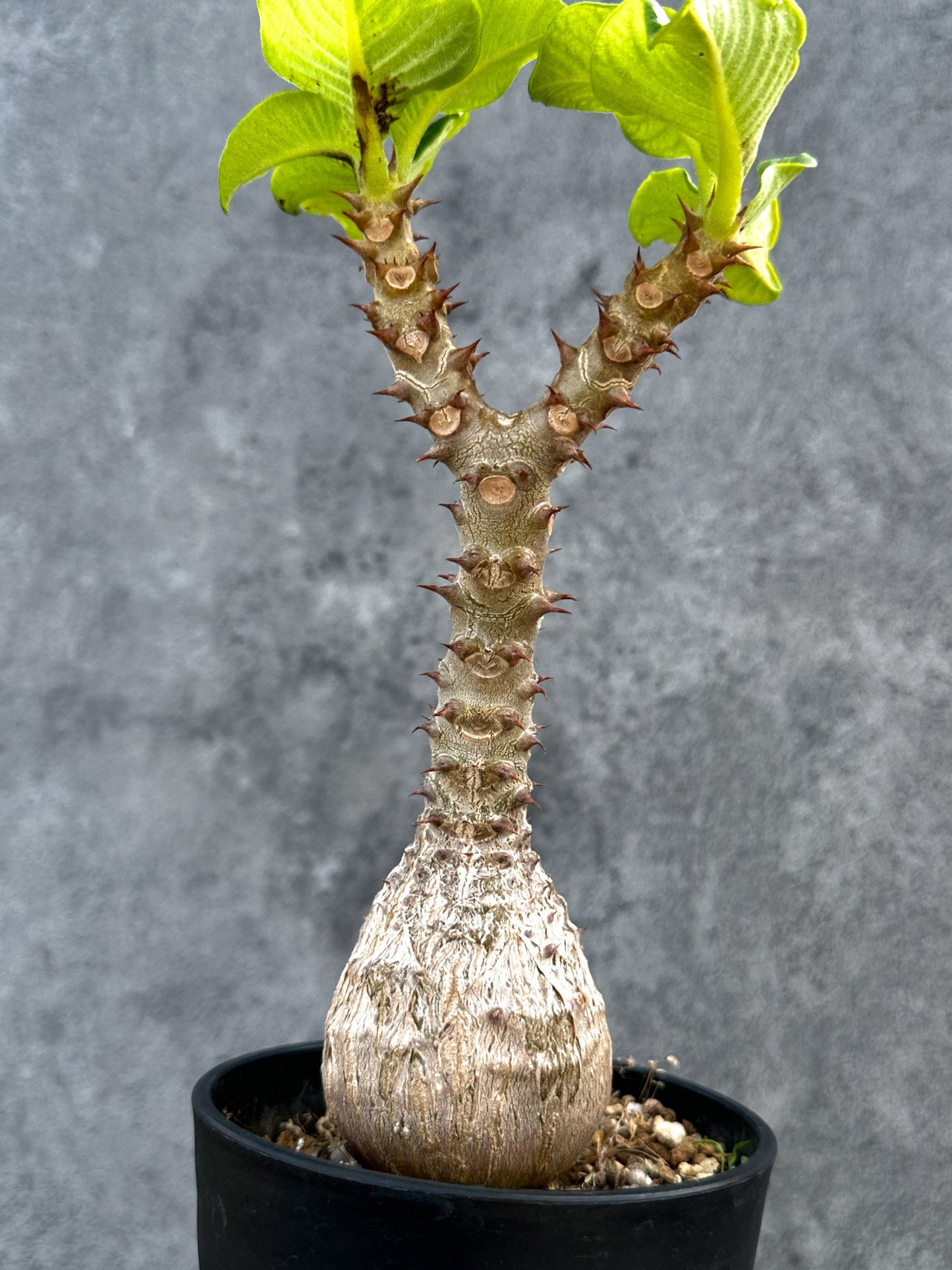 【現品限り】パキポディウム・ウィンゾリー 実生 大株【D90】 Pachypodium windsorii