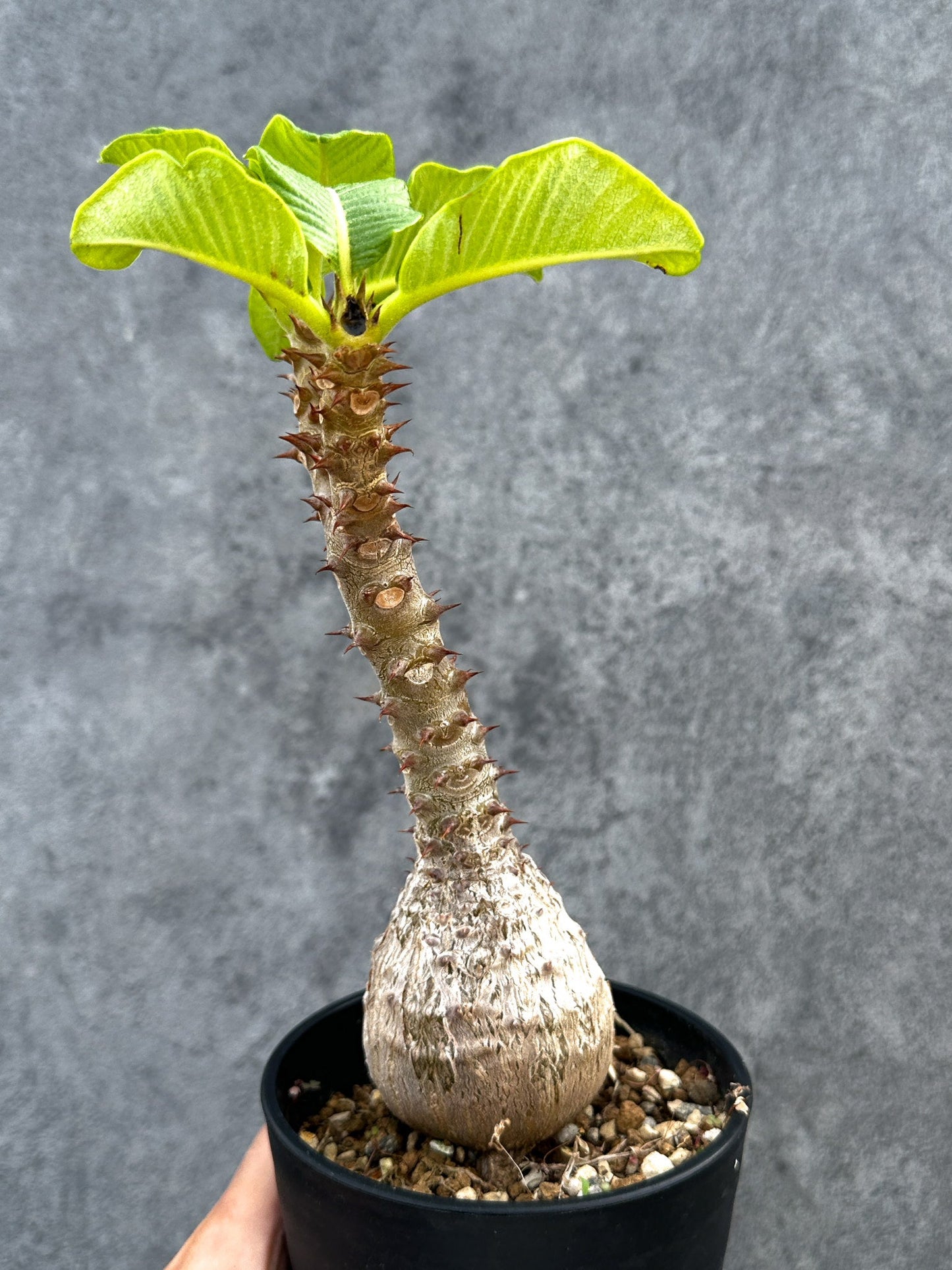 【現品限り】パキポディウム・ウィンゾリー 実生 大株【D90】 Pachypodium windsorii