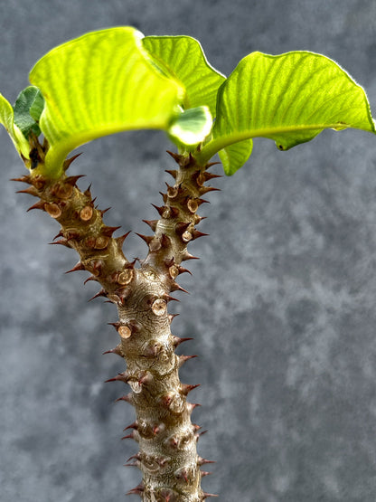 【現品限り】パキポディウム・ウィンゾリー 実生 大株【D90】 Pachypodium windsorii