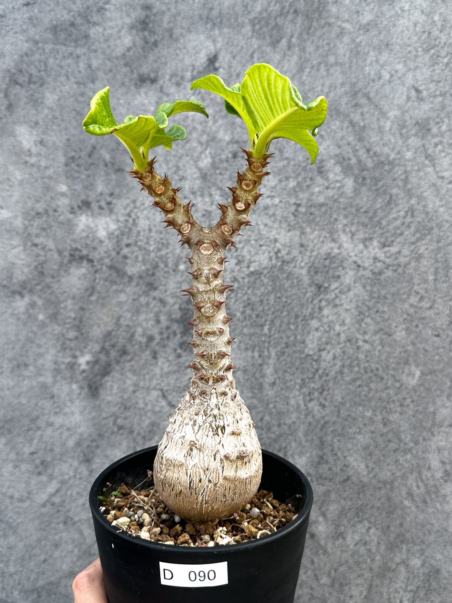 パキポディウム・ウィンゾリー 実生 大株【D90】 Pachypodium