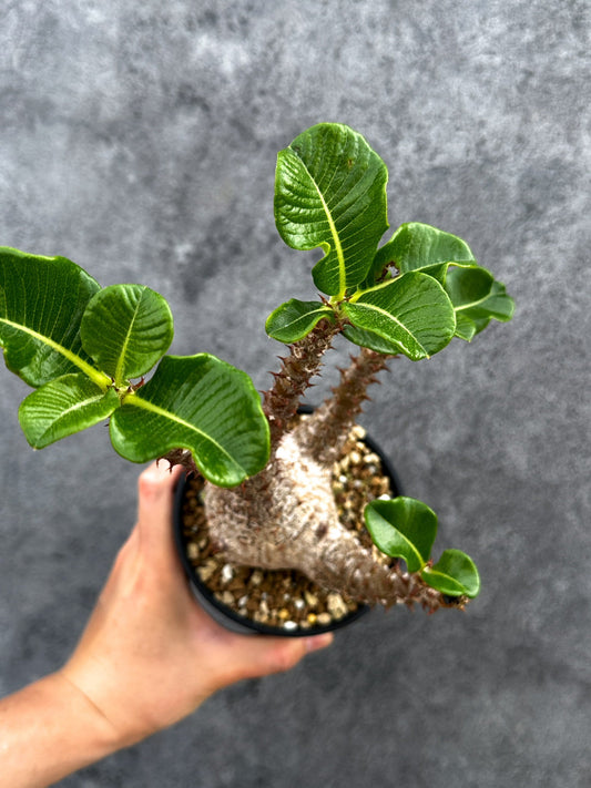 【現品限り】パキポディウム・ウィンゾリー 実生 大株【D91】 Pachypodium windsorii