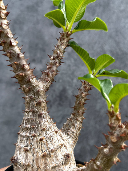 【現品限り】パキポディウム・ウィンゾリー 実生 大株【D91】 Pachypodium windsorii