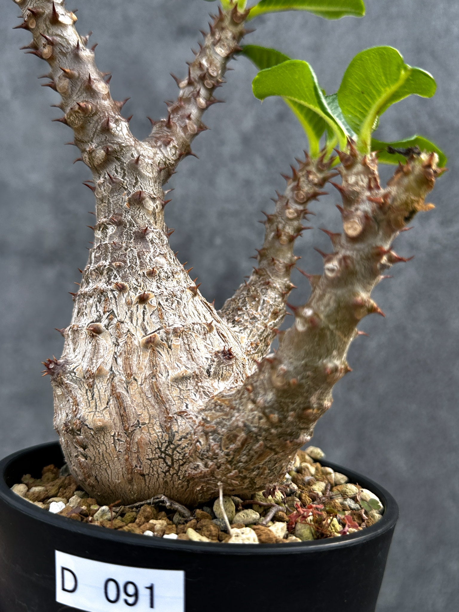 パキポディウム・ウィンゾリー 実生 大株【D91】 Pachypodium