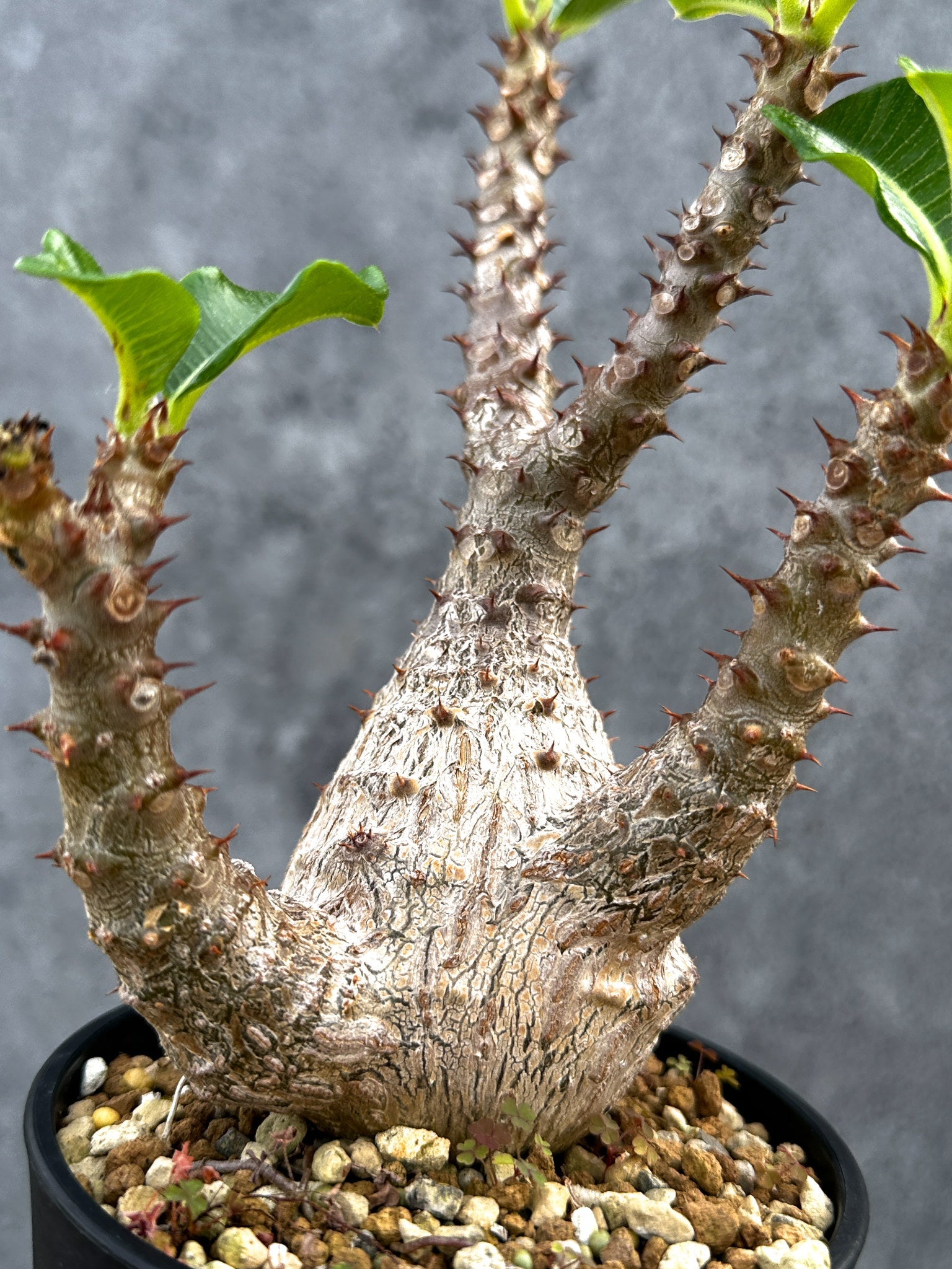パキポディウム・ウィンゾリー 実生 大株【D91】 Pachypodium