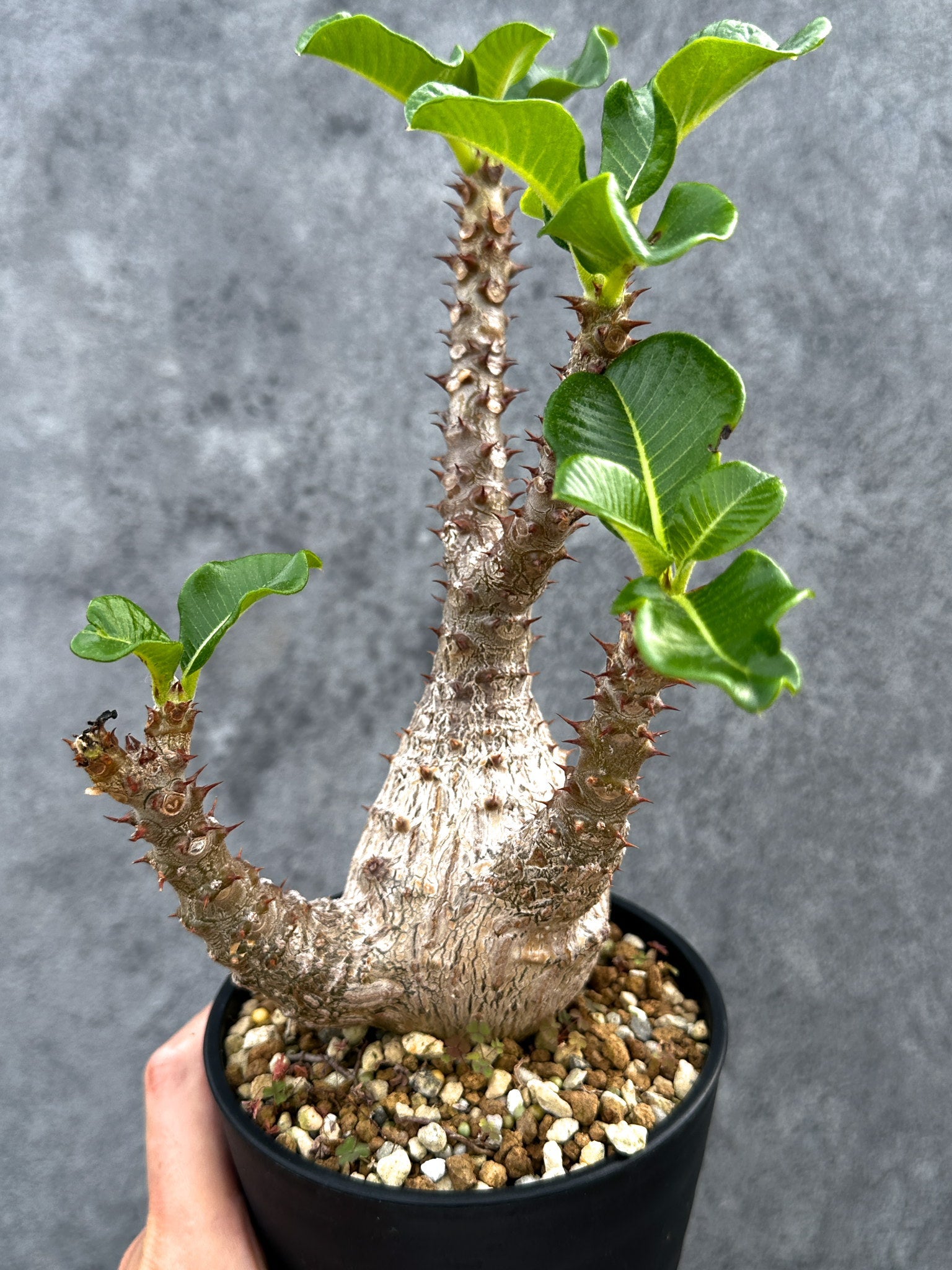 パキポディウムウィンゾリー国内実生12 パキポディウム・ウィンゾリー 実生 大株【D91】 Pachypodium
