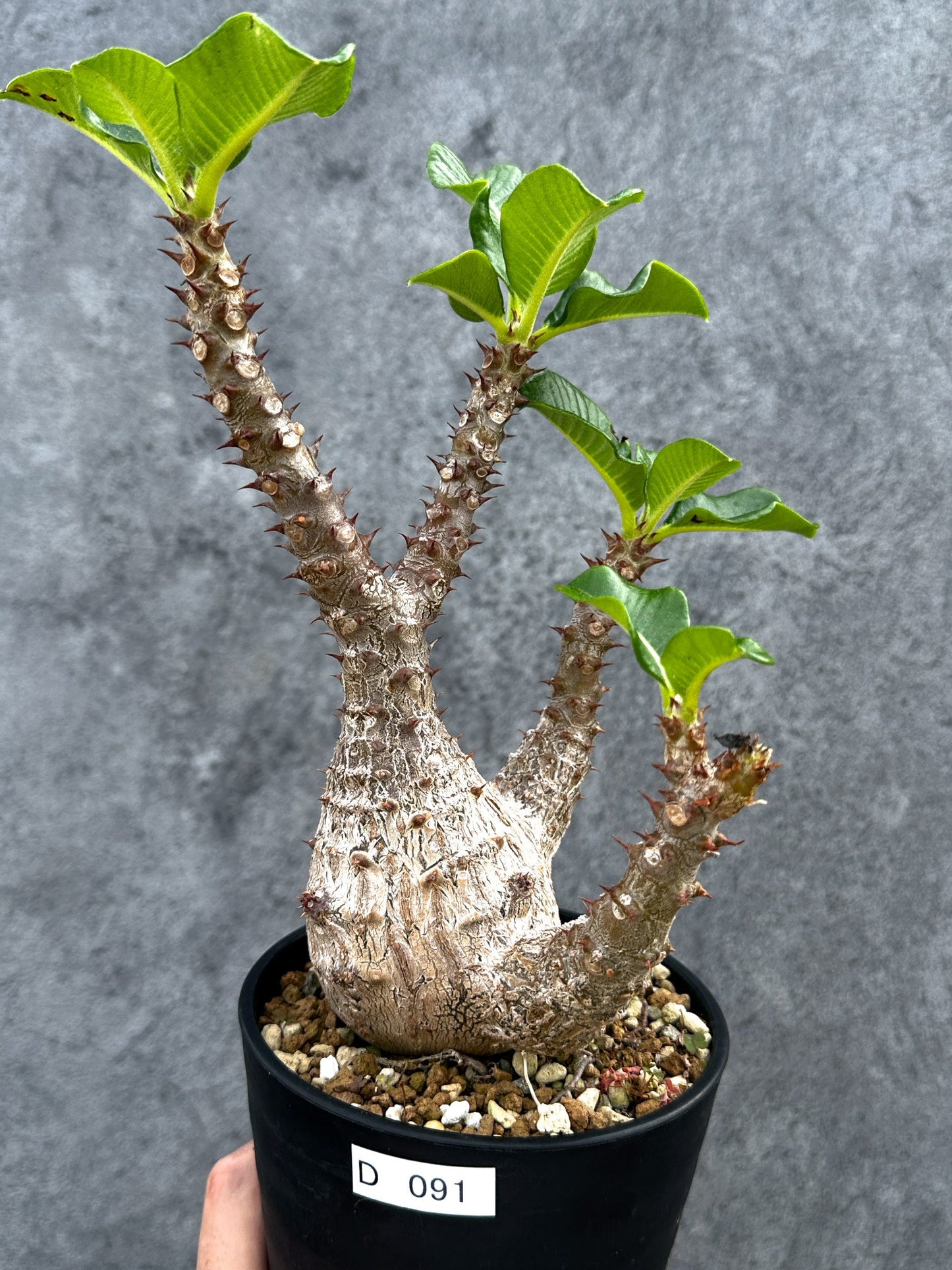 【現品限り】パキポディウム・ウィンゾリー 実生 大株【D91】 Pachypodium windsorii