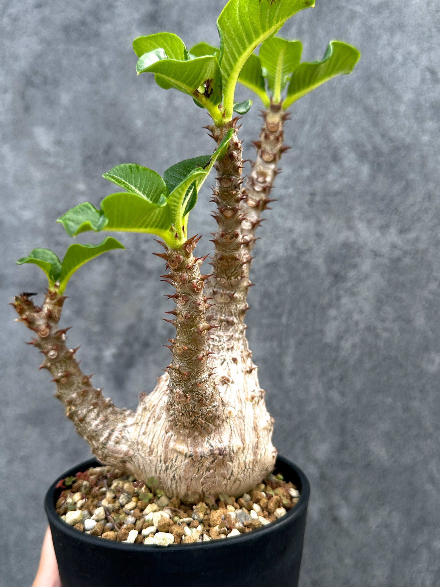 パキポディウム・ウィンゾリー 実生 大株【D91】 Pachypodium