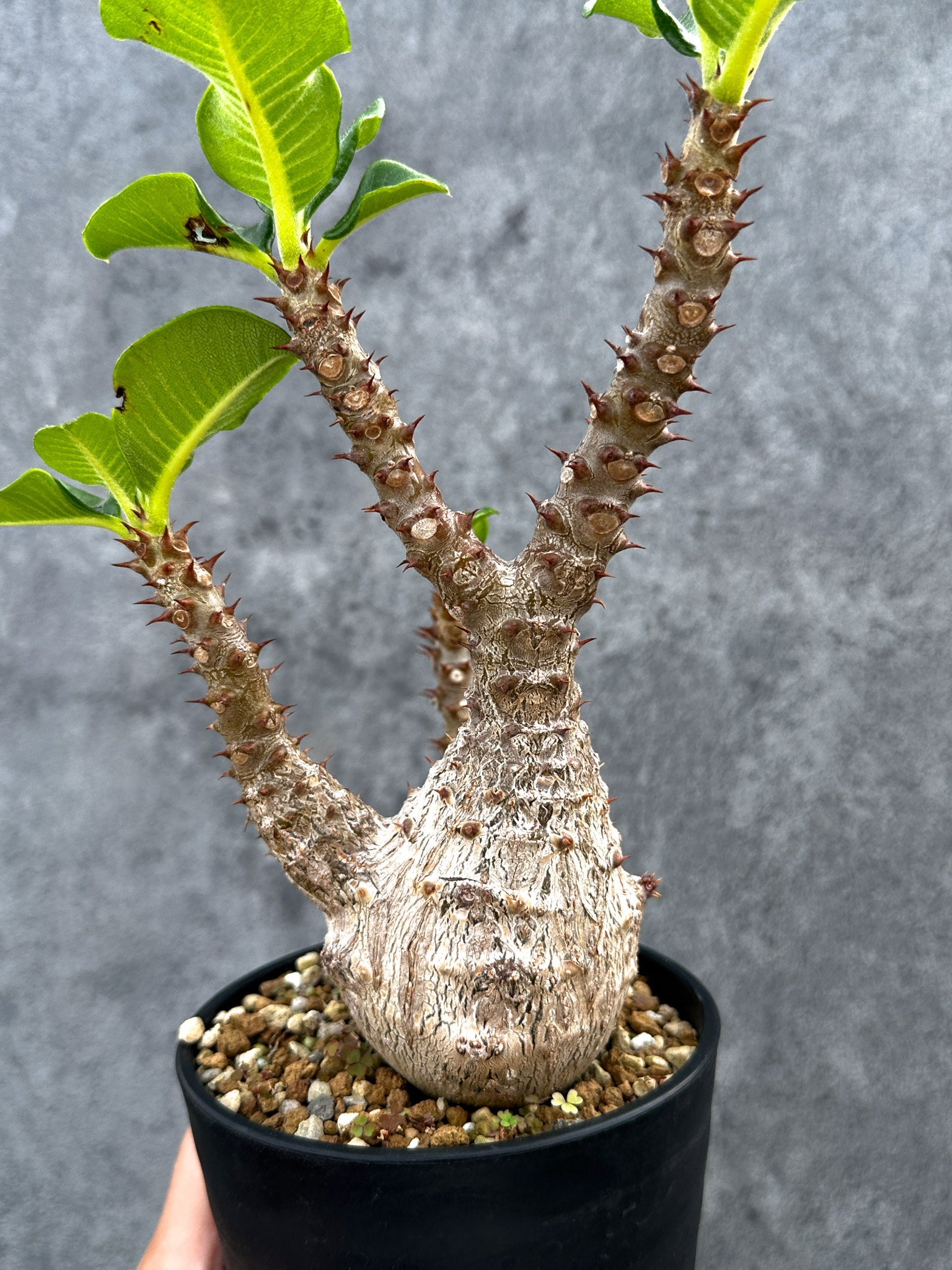 パキポディウム・ウィンゾリー 実生 大株【D91】 Pachypodium