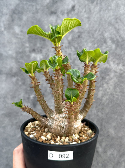 【現品限り】パキポディウム・ウィンゾリー 実生 大株【D92】 Pachypodium windsorii