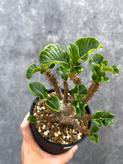 【現品限り】パキポディウム・ウィンゾリー 実生 大株【D92】 Pachypodium windsorii