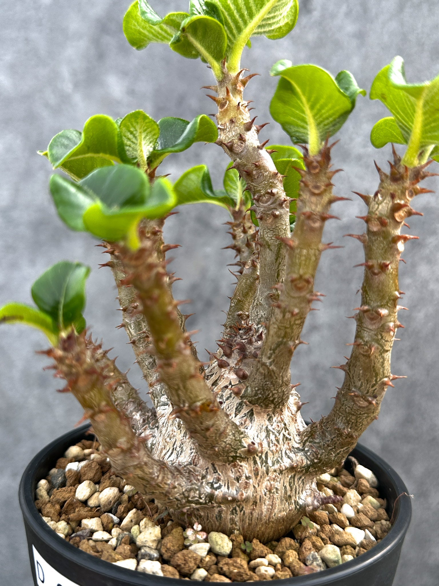 パキポディウム・ウィンゾリー 実生 大株【D92】 Pachypodium