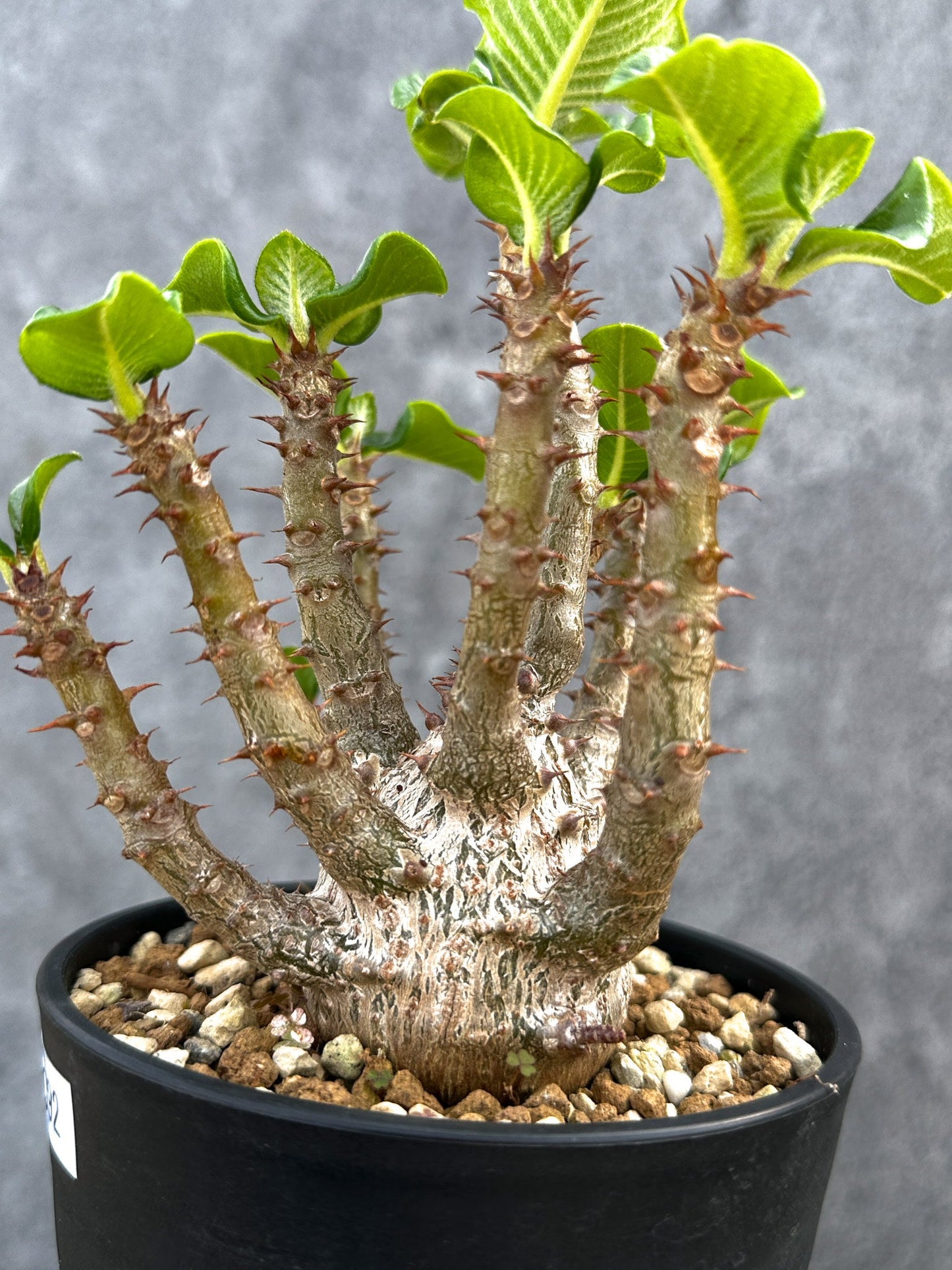 【現品限り】パキポディウム・ウィンゾリー 実生 大株【D92】 Pachypodium windsorii