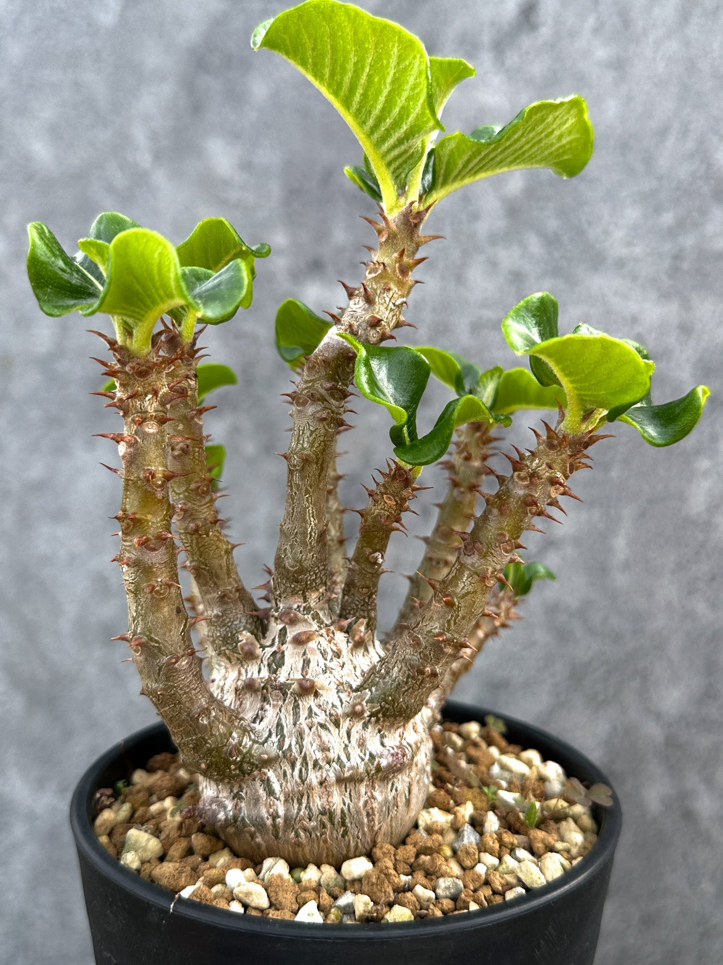 【現品限り】パキポディウム・ウィンゾリー 実生 大株【D92】 Pachypodium windsorii