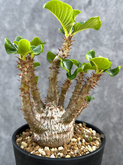 【現品限り】パキポディウム・ウィンゾリー 実生 大株【D92】 Pachypodium windsorii