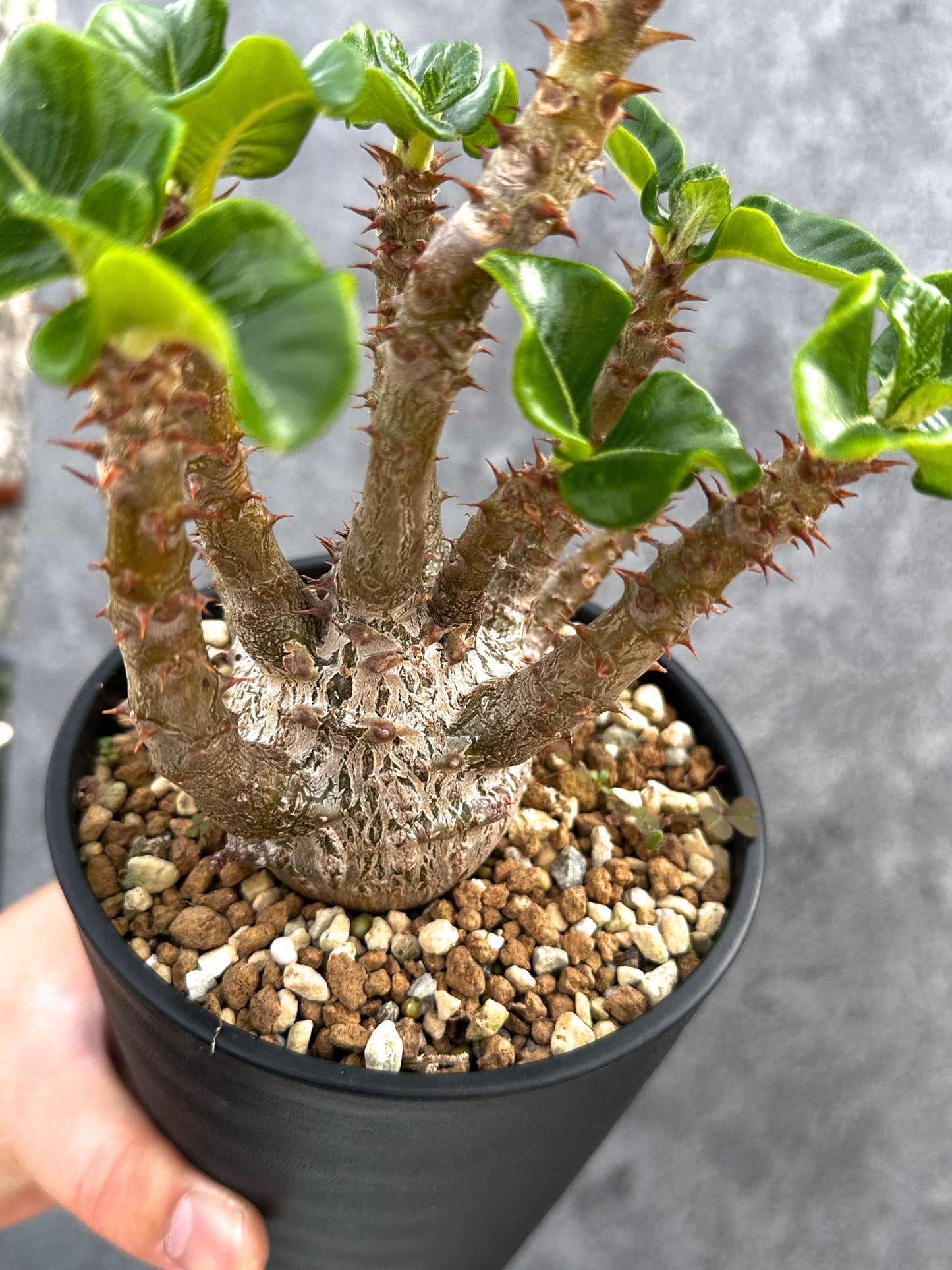【現品限り】パキポディウム・ウィンゾリー 実生 大株【D92】 Pachypodium windsorii