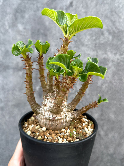 【現品限り】パキポディウム・ウィンゾリー 実生 大株【D92】 Pachypodium windsorii