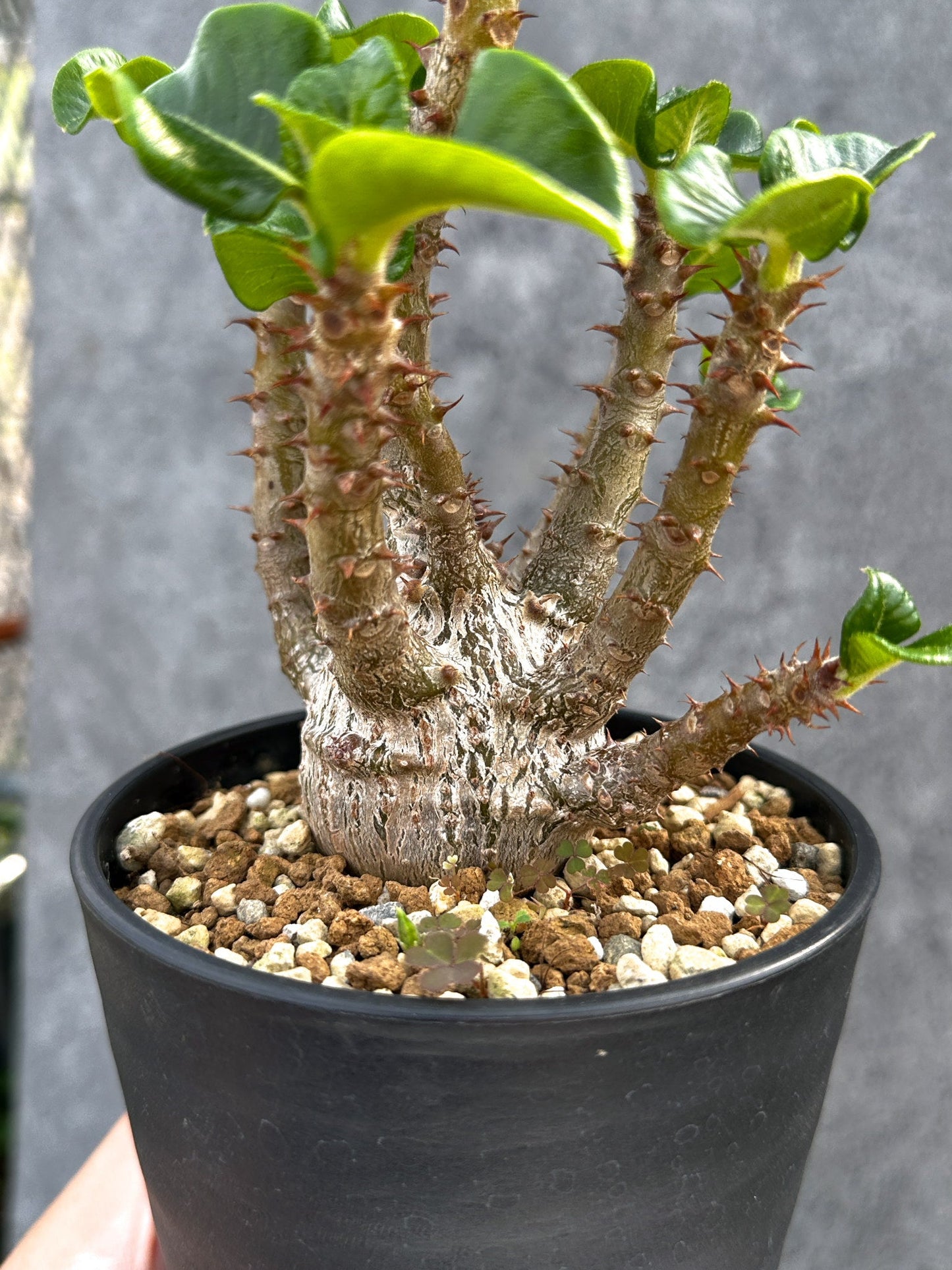【現品限り】パキポディウム・ウィンゾリー 実生 大株【D92】 Pachypodium windsorii